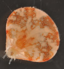 Frenulina sanguinolenta