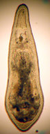 Kalyptorhynchia
