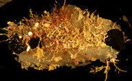 Ascidia sydneiensis