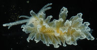 Polybranchia oreintalis