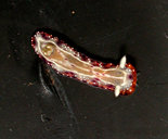 Goniobranchus setoensis
