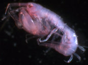 Leucothoella gracilis