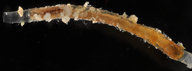 Phyllochaetopterus ramosus