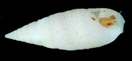 Cerithium nesioticum