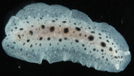 Dendrodoris elongata