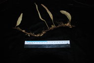 Pyrrosia serpens