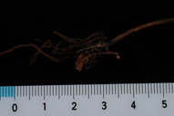 Lygodium reticulatum