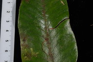 Selliguea plantaginea