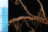 Hymenophyllum flabellatum