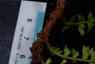 Lindsaea repens marquesensis