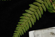 Hypolepis tenuifolia