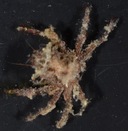 Criocarcinus superciliosus