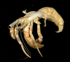 Dardanus scutellatus