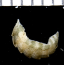 Rhyssoplax perviridis