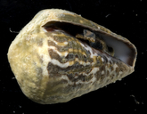Conus chaldeus