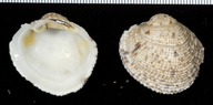 Periglypta reticulata