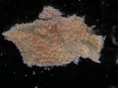 Schizoporella florida