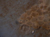 Schizoporella florida