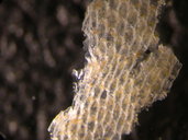 Arbopercula bengalensis