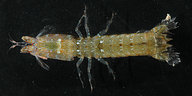 Gonodactylellus affinis