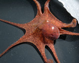 Octopus oliveri