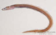 Kaupichthys diodontus