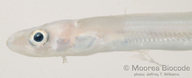 Ariosoma scheelei