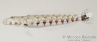 Parapercis millepunctata