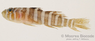 Priolepis squamogena
