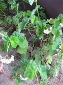 Begonia minor