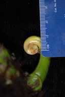 Microsorum membranifolium