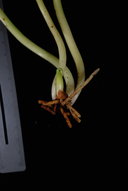 Ophioglossum pendulum