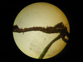 Polyphlebium endlicherianum