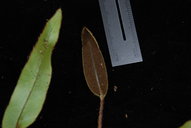 Elaphoglossum samoense