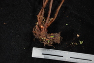 Callistopteris apiifolia