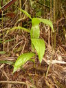 Corymborkis veratrifolia