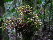 Pisonia tahitensis