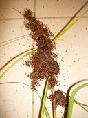 Cladium mariscus jamaicense