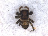 Thorelliola ensifera