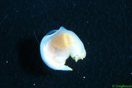 Gymnodoris alba