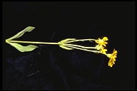 Arnica nevadensis