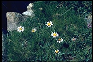 Oreostemma alpigenum var. andersonii