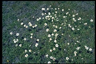 Oreostemma alpigenum var. andersonii