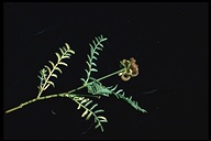 Astragalus bolanderi