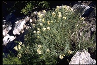 Astragalus bolanderi