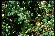 Anemone oregana