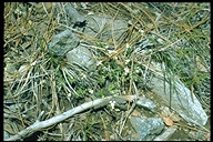 Antennaria suffrutescens