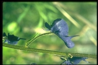 Aconitum columbianum