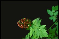 Actaea rubra ssp. rubra