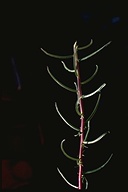 Castilleja linariifolia
